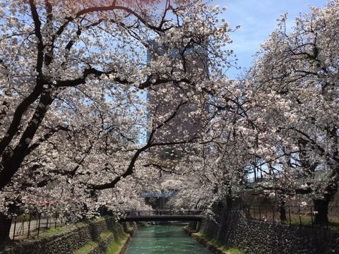 お花見でカレーをいただきました。